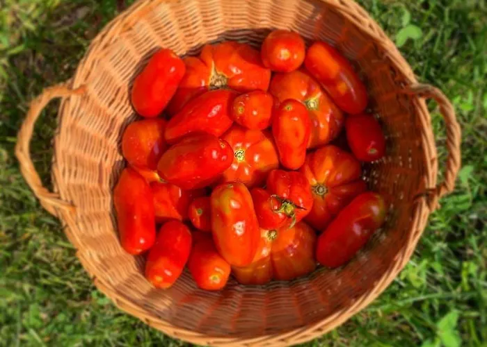 Enoagriturismo L' Acino D'uva مزرعة للإقامة
